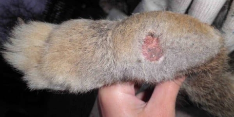 Kukuruz ili pododermatitis kod kunića - kako liječiti bolest